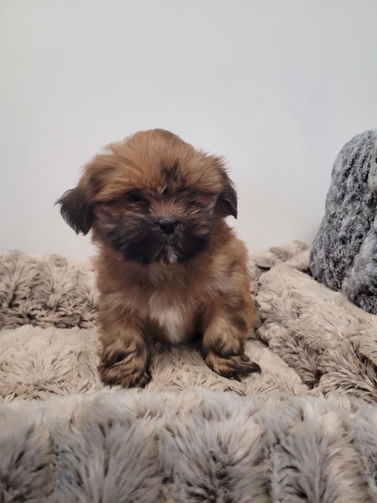 des terres de bourguenailles - Chiot disponible  - Lhassa Apso