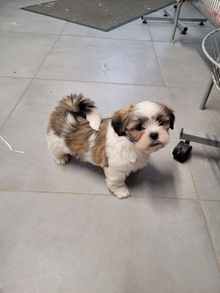 des terres de bourguenailles - Chiot disponible  - Lhassa Apso