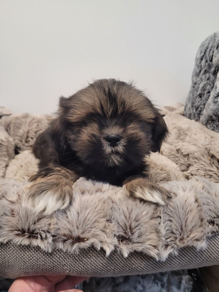 des terres de bourguenailles - Chiot disponible  - Lhassa Apso