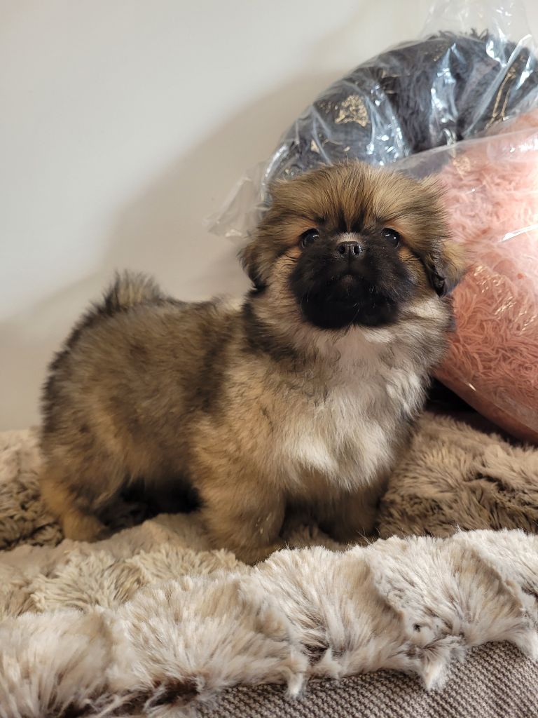 des terres de bourguenailles - Chiot disponible  - Epagneul tibetain