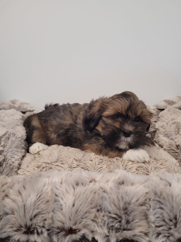 des terres de bourguenailles - Chiot disponible  - Lhassa Apso