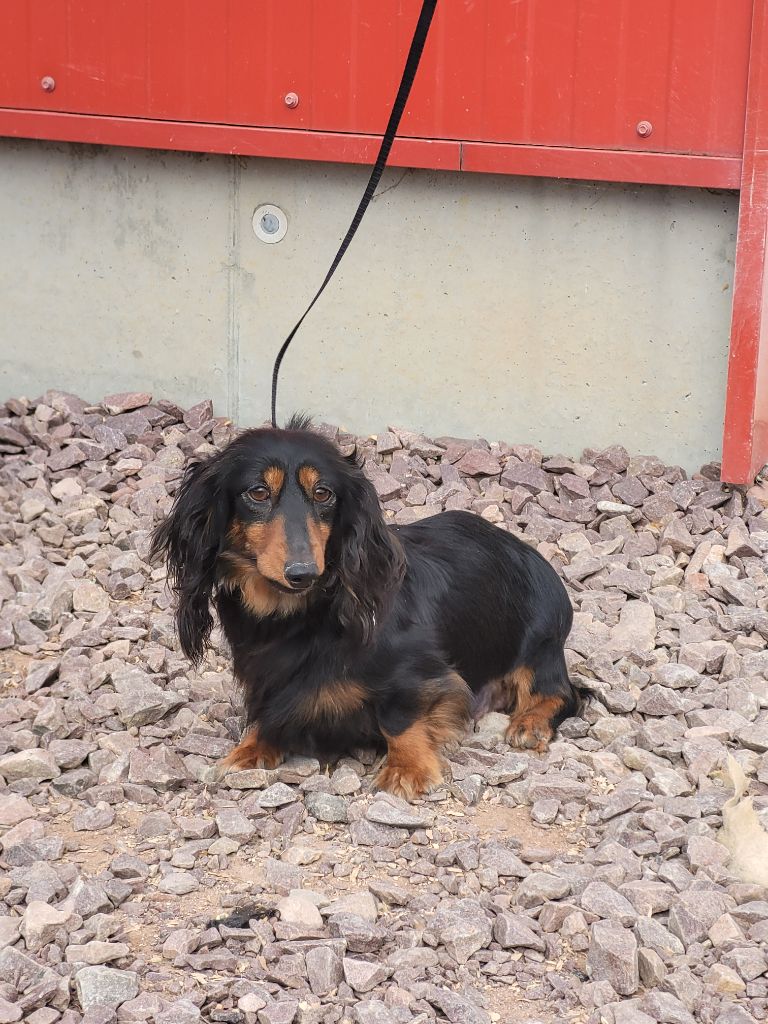 Polly des terres de bourguenailles