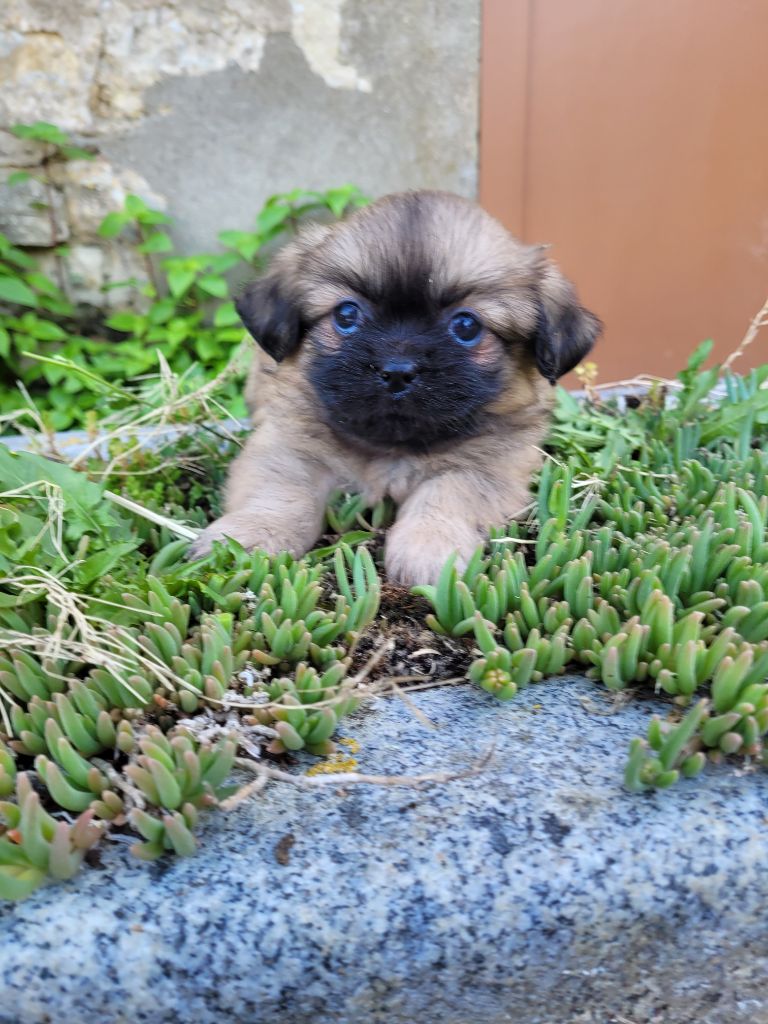 des terres de bourguenailles - Chiots disponibles - Epagneul tibetain