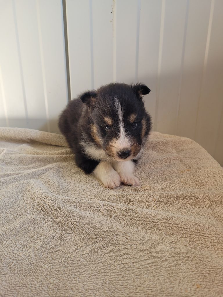 des terres de bourguenailles - Chiots disponibles - Shetland Sheepdog