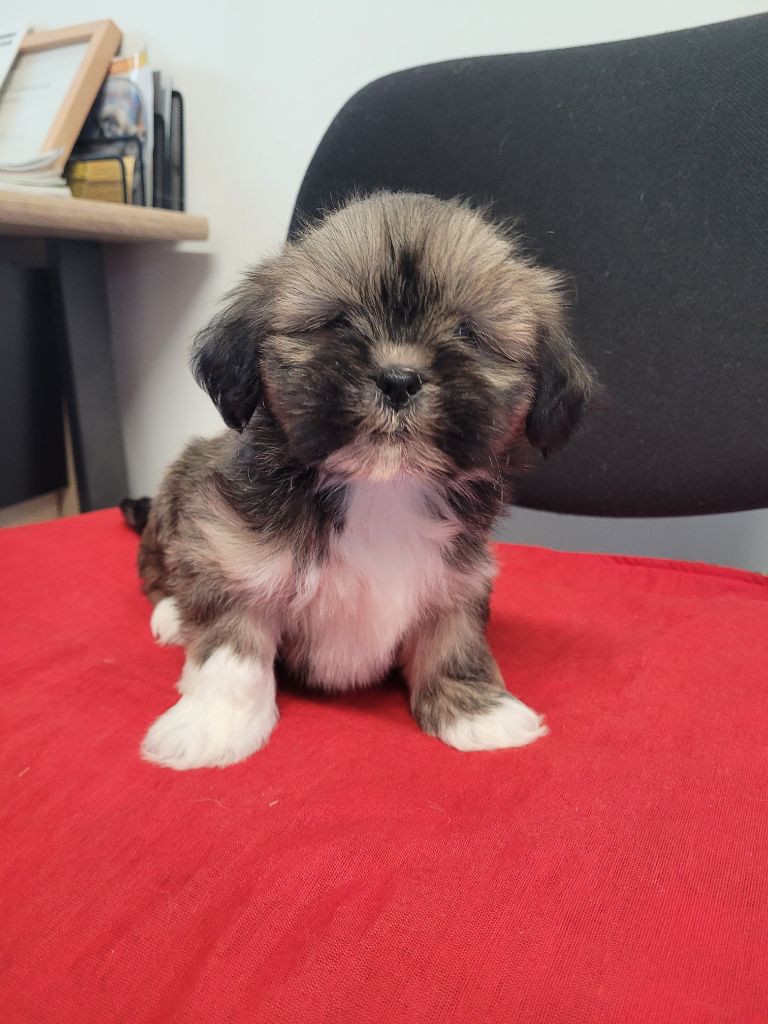 des terres de bourguenailles - Chiots disponibles - Lhassa Apso