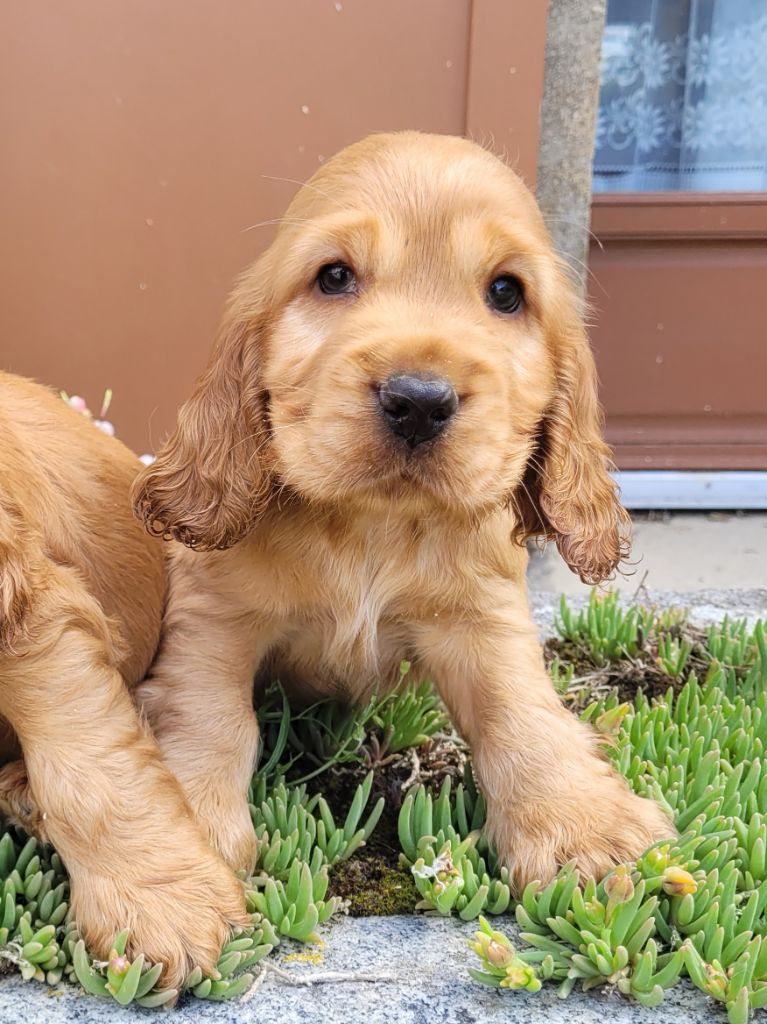 des terres de bourguenailles - Chiots disponibles - Cocker Spaniel Anglais