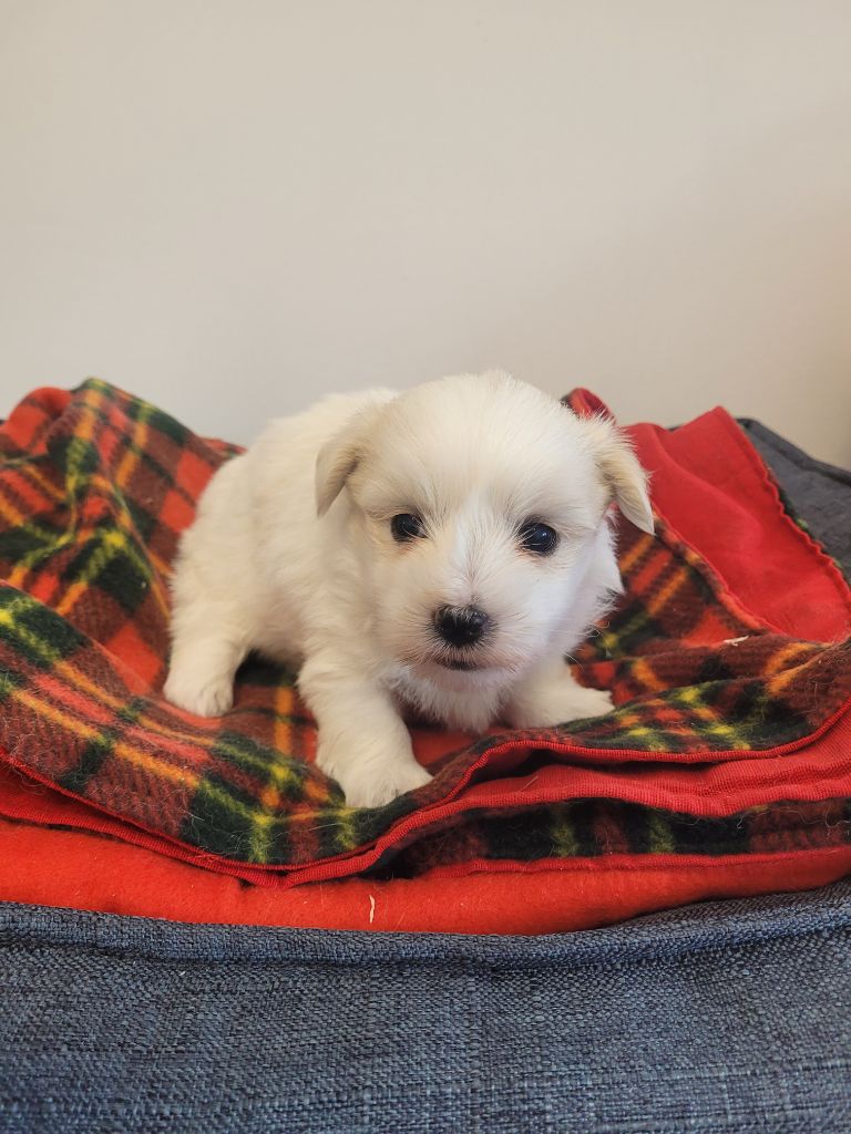 des terres de bourguenailles - Chiots disponibles - Coton de Tulear