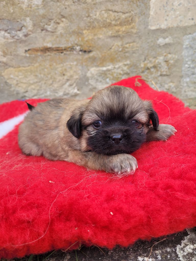 des terres de bourguenailles - Chiots disponibles - Epagneul tibetain