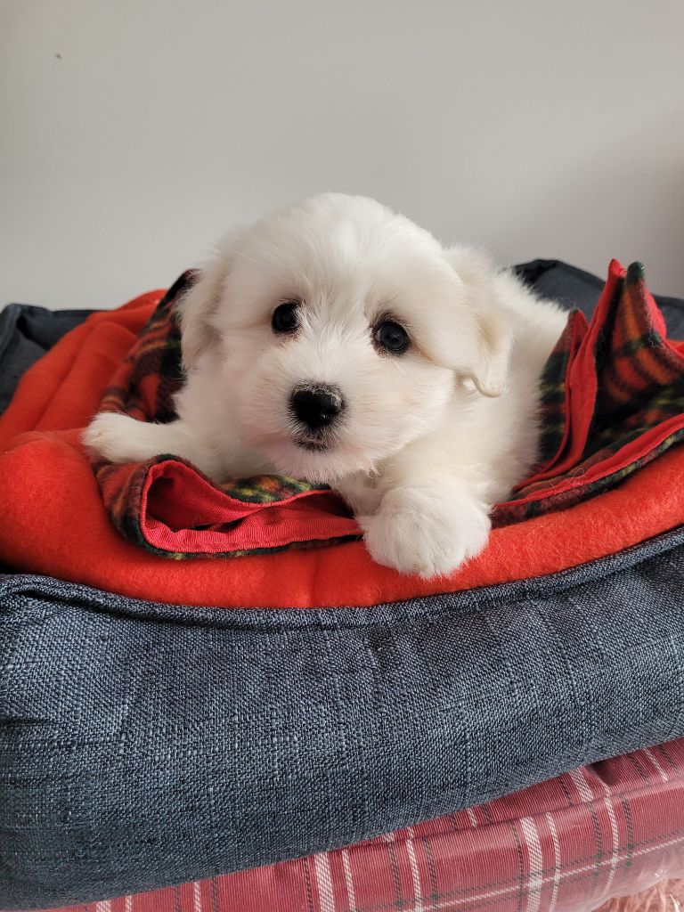 des terres de bourguenailles - Chiots disponibles - Coton de Tulear