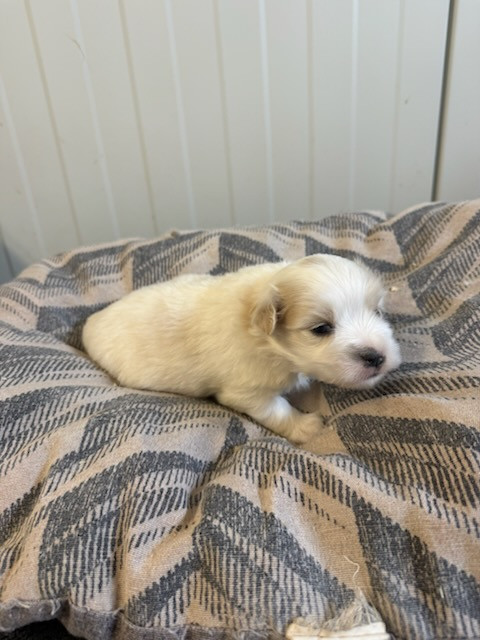 des terres de bourguenailles - Chiots disponibles - Coton de Tulear