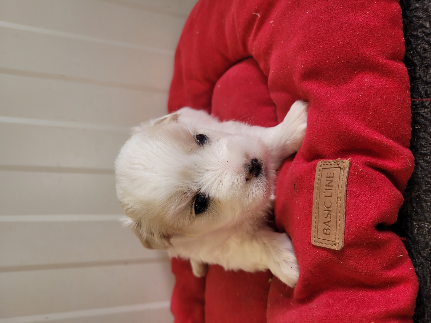 des terres de bourguenailles - Chiots disponibles - Coton de Tulear