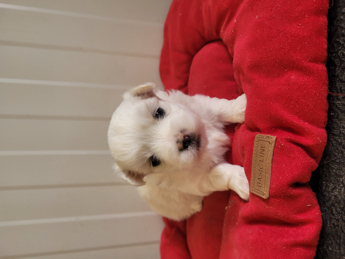 des terres de bourguenailles - Chiots disponibles - Coton de Tulear