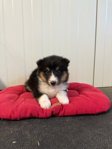 des terres de bourguenailles - Chiots disponibles - Shetland Sheepdog