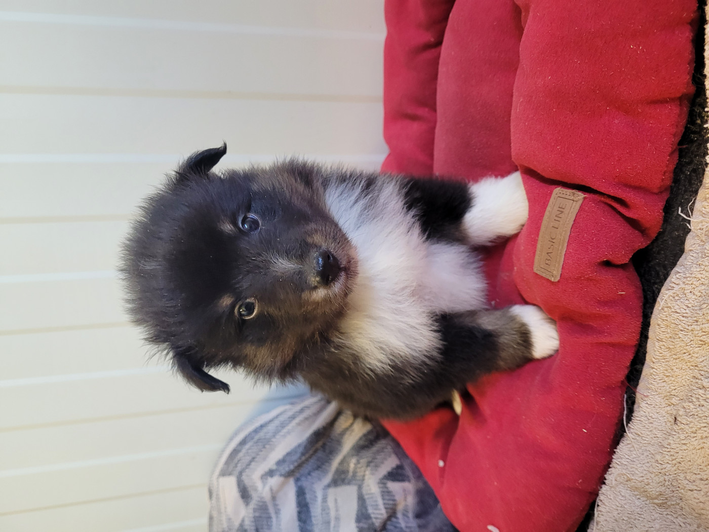 des terres de bourguenailles - Chiots disponibles - Shetland Sheepdog