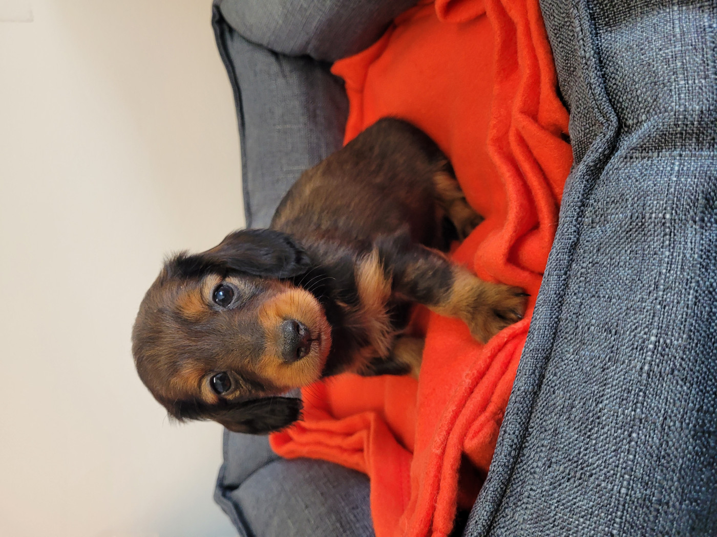 des terres de bourguenailles - Chiots disponibles - Teckel poil long