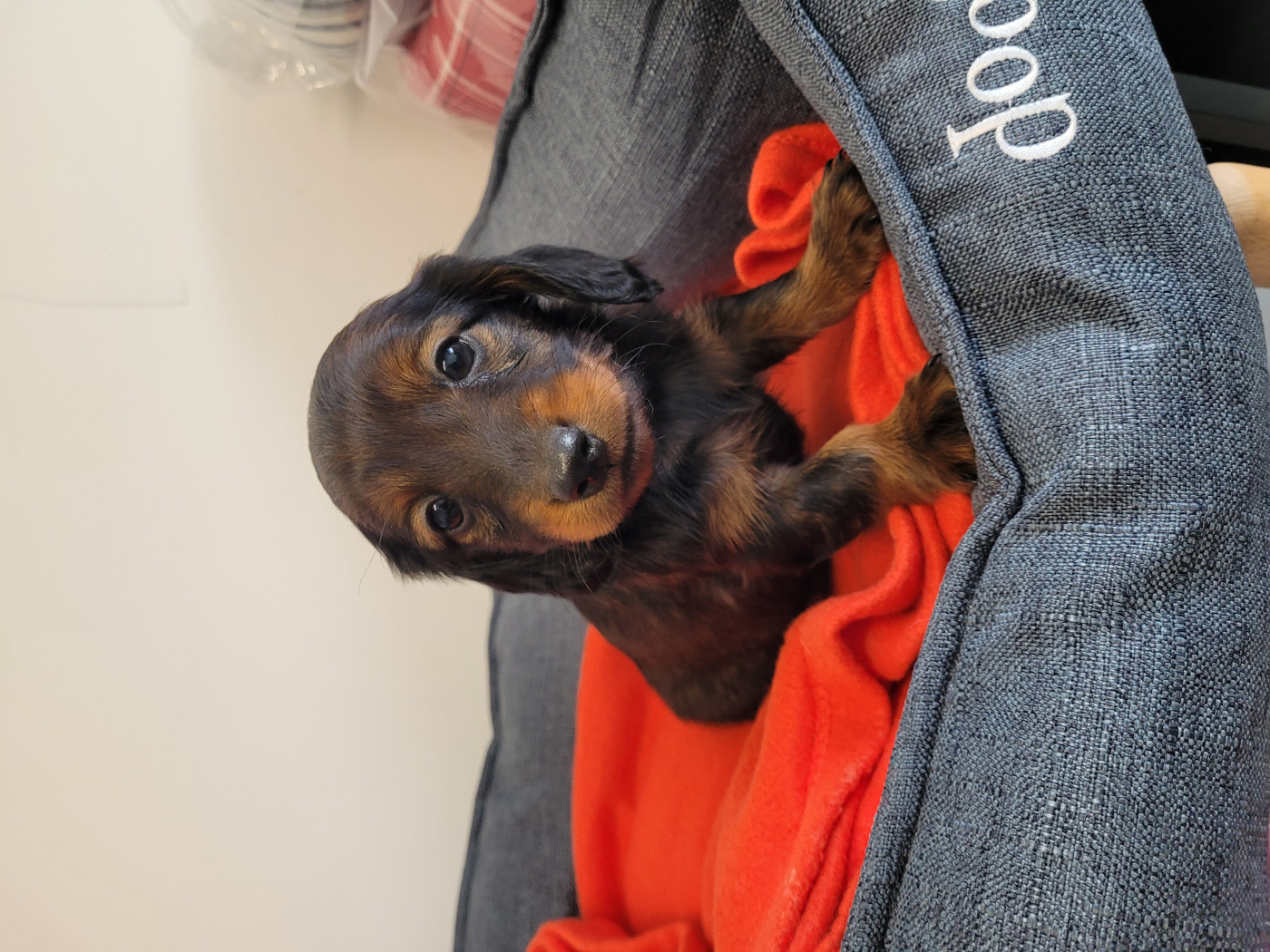 des terres de bourguenailles - Chiots disponibles - Teckel poil long