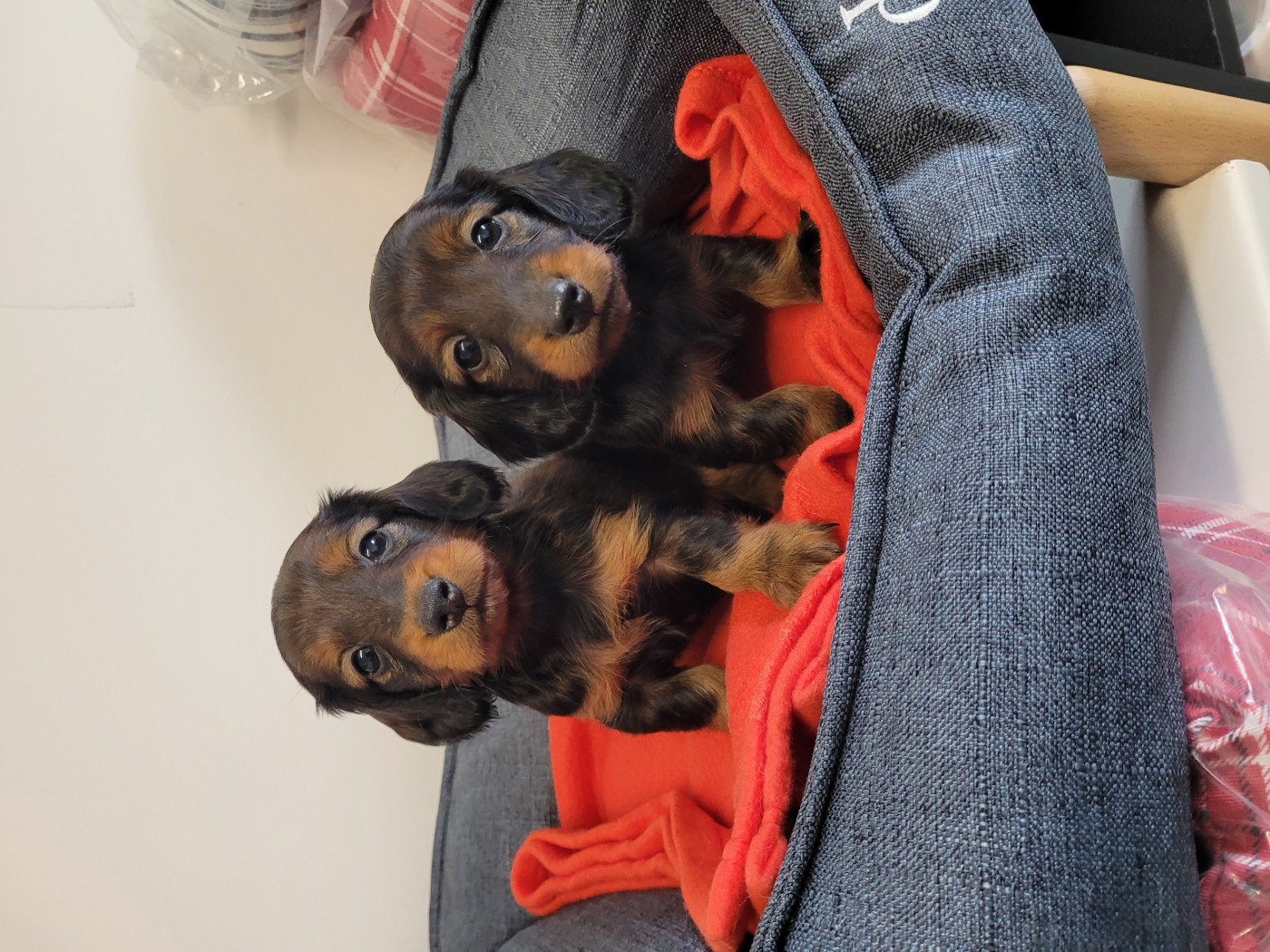Chiot Teckel poil long des terres de bourguenailles