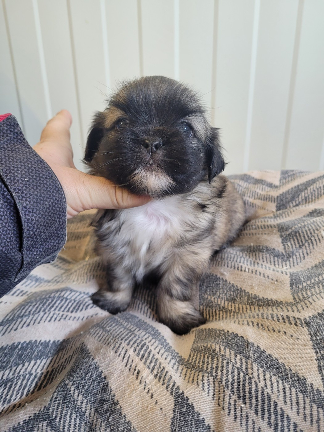 des terres de bourguenailles - Chiots disponibles - Epagneul tibetain