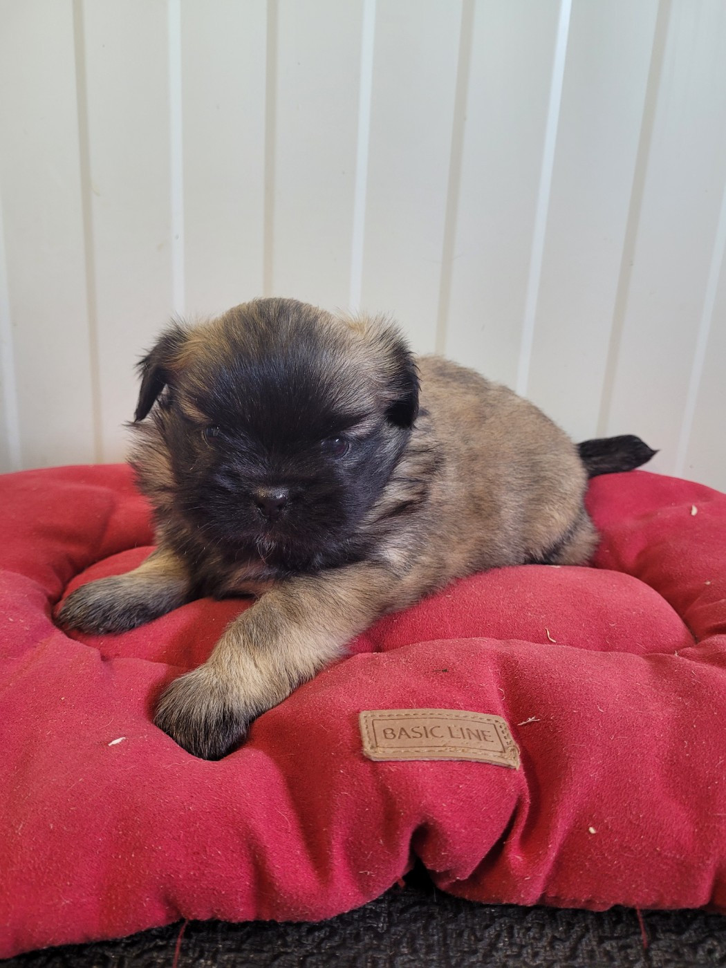 des terres de bourguenailles - Chiots disponibles - Epagneul tibetain
