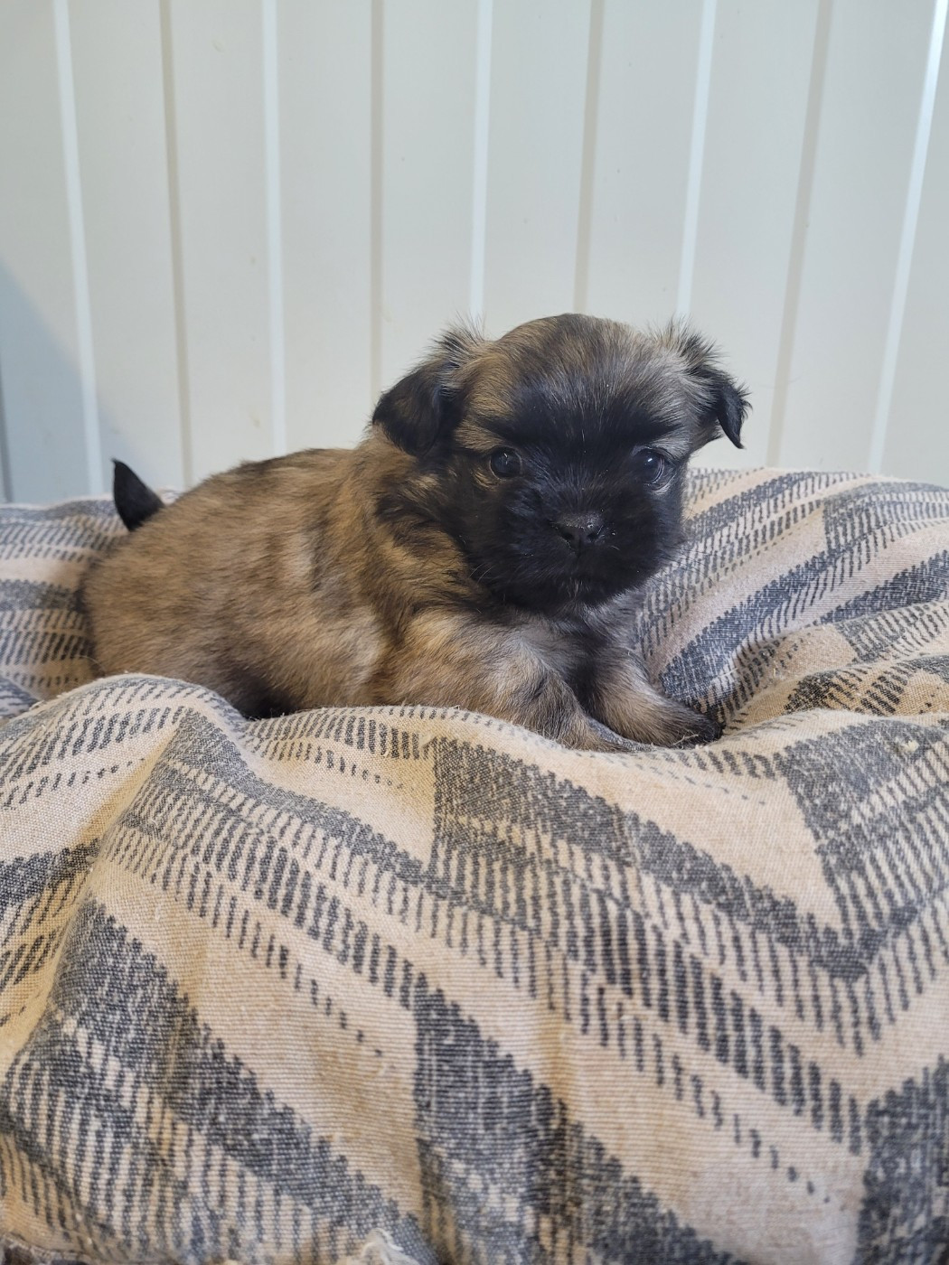 des terres de bourguenailles - Chiots disponibles - Epagneul tibetain