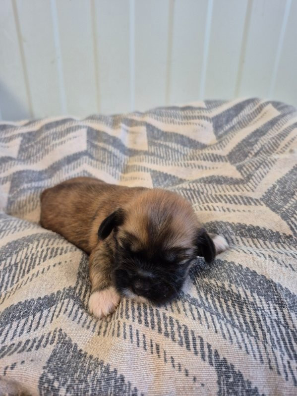des terres de bourguenailles - Chiots disponibles - Lhassa Apso