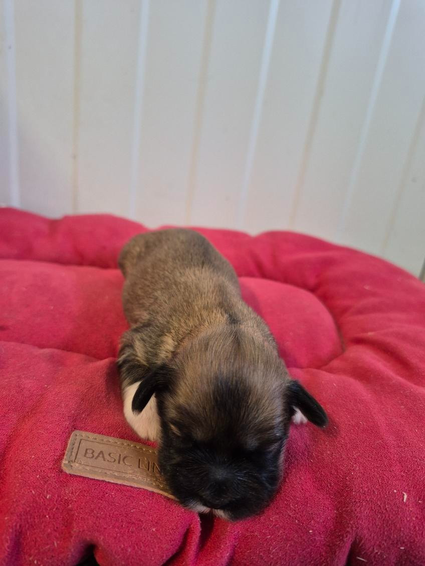 des terres de bourguenailles - Chiots disponibles - Lhassa Apso