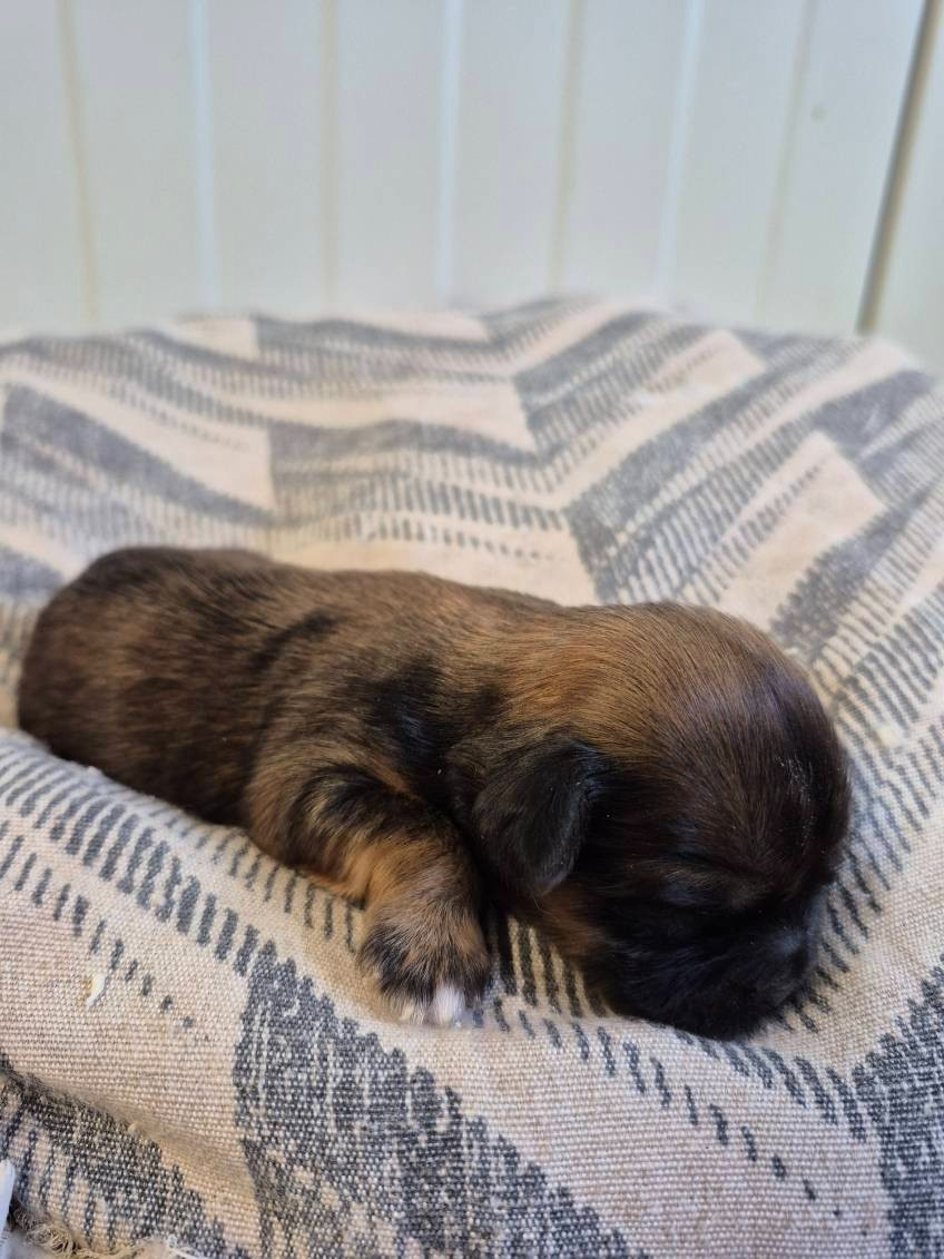 des terres de bourguenailles - Chiots disponibles - Lhassa Apso