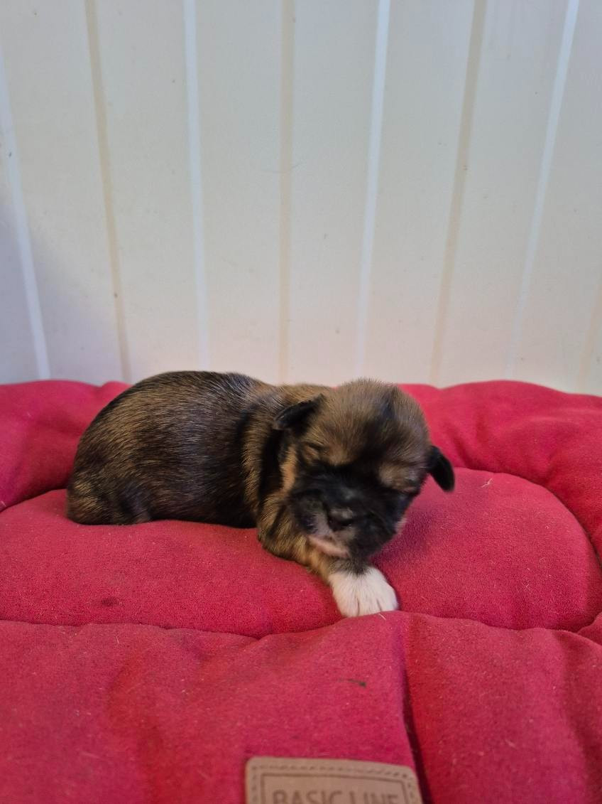 des terres de bourguenailles - Chiots disponibles - Lhassa Apso