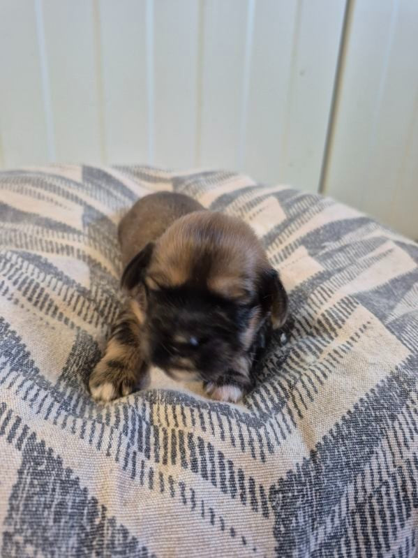 des terres de bourguenailles - Chiots disponibles - Lhassa Apso