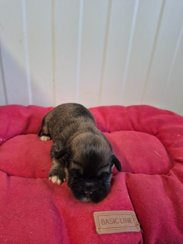 des terres de bourguenailles - Chiots disponibles - Lhassa Apso