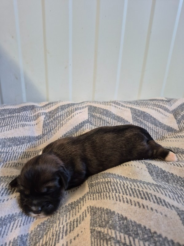 des terres de bourguenailles - Chiots disponibles - Lhassa Apso