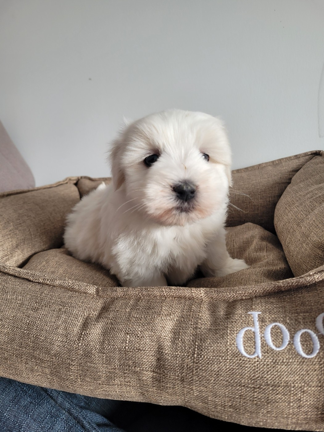 des terres de bourguenailles - Chiots disponibles - Coton de Tulear