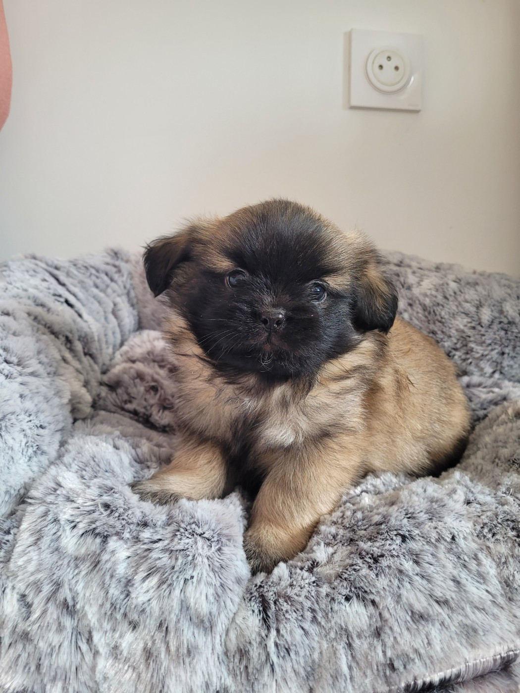 des terres de bourguenailles - Chiots disponibles - Epagneul tibetain