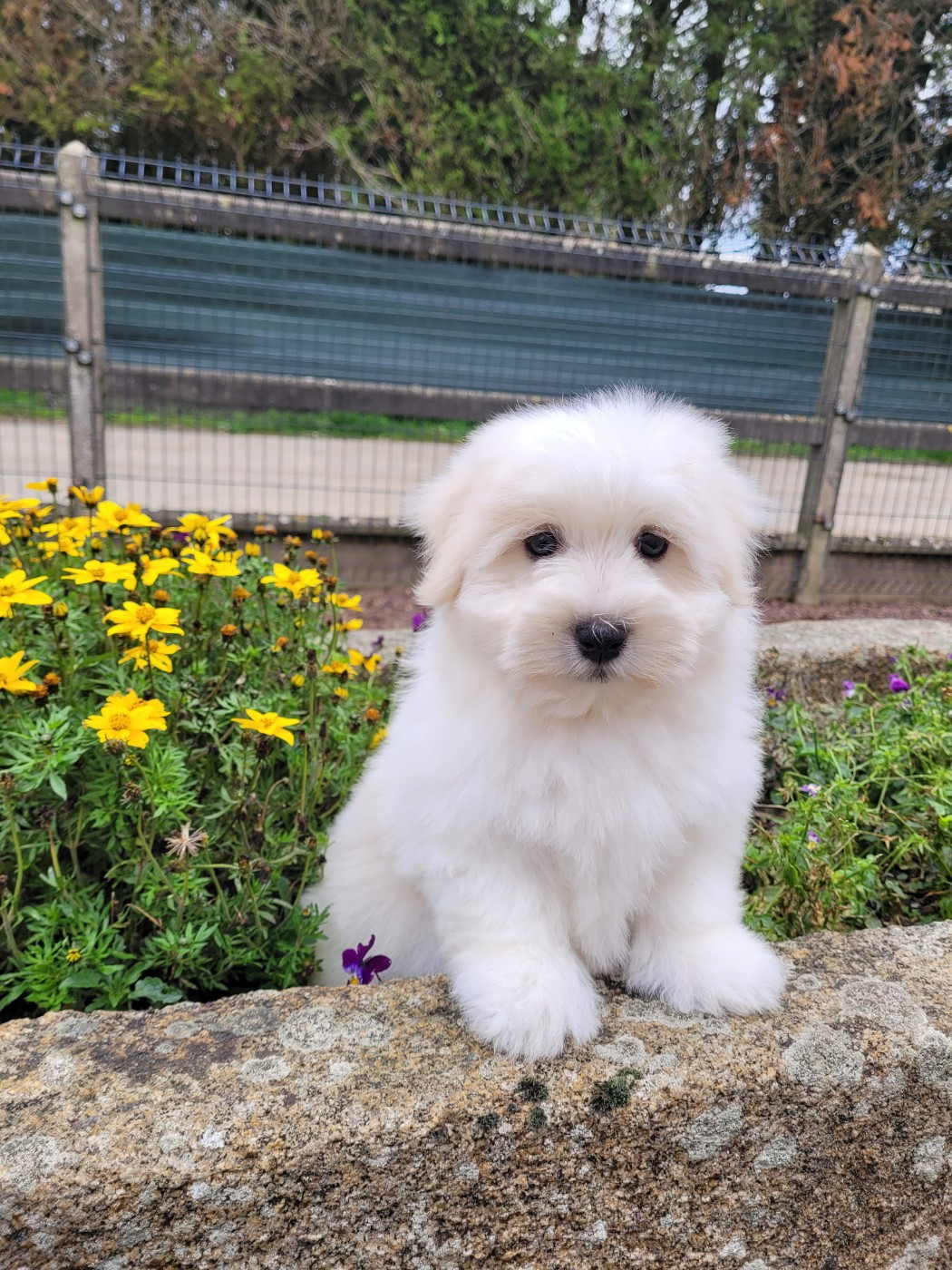 des terres de bourguenailles - Chiots disponibles - Coton de Tulear
