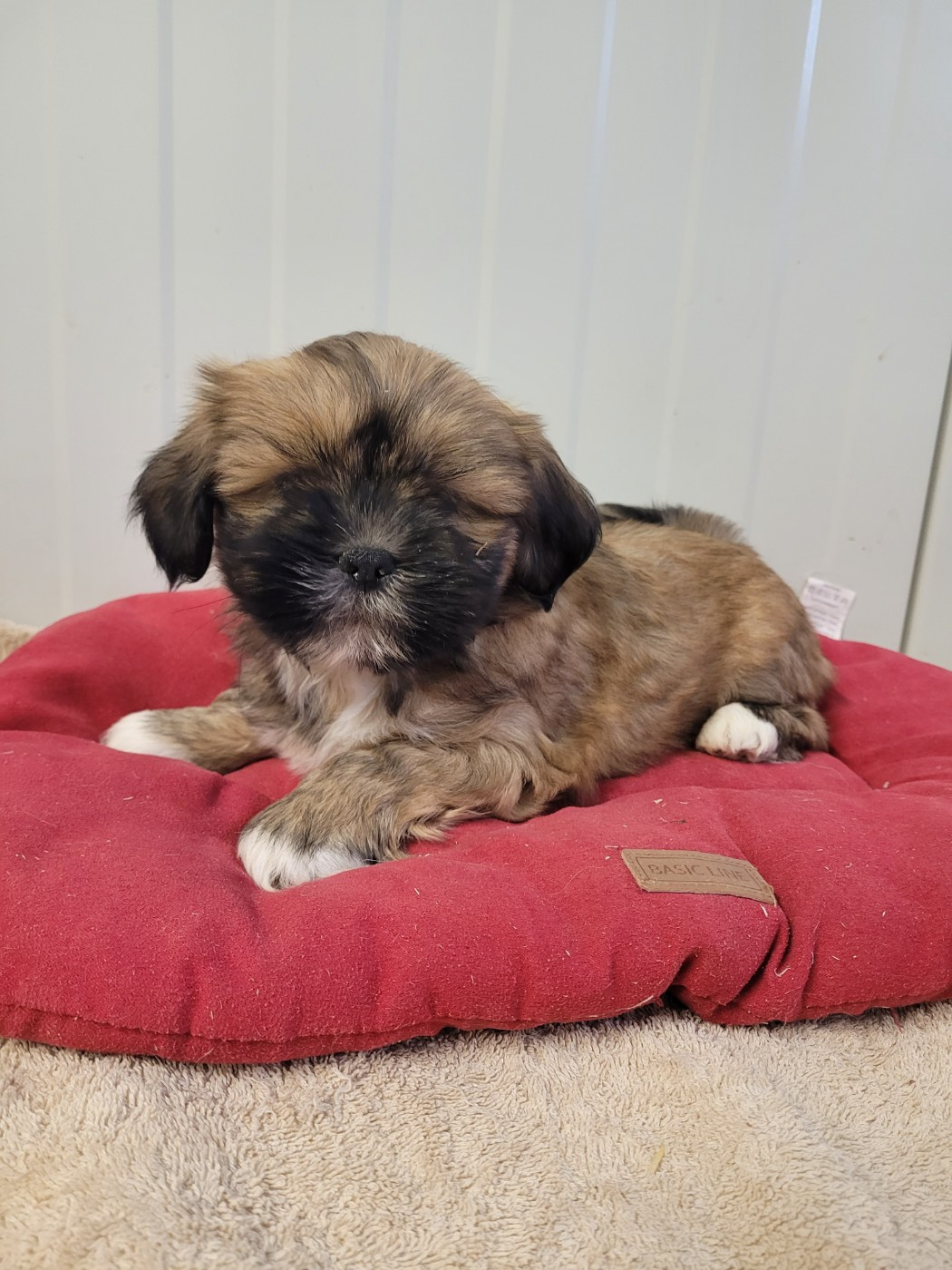 des terres de bourguenailles - Chiots disponibles - Lhassa Apso