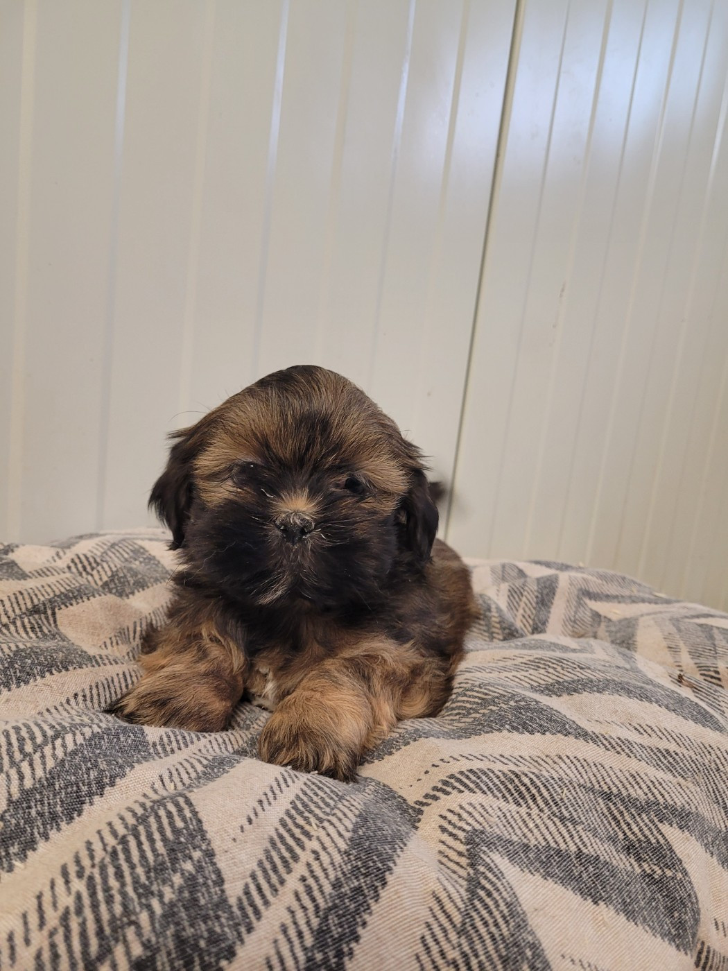 des terres de bourguenailles - Chiots disponibles - Lhassa Apso