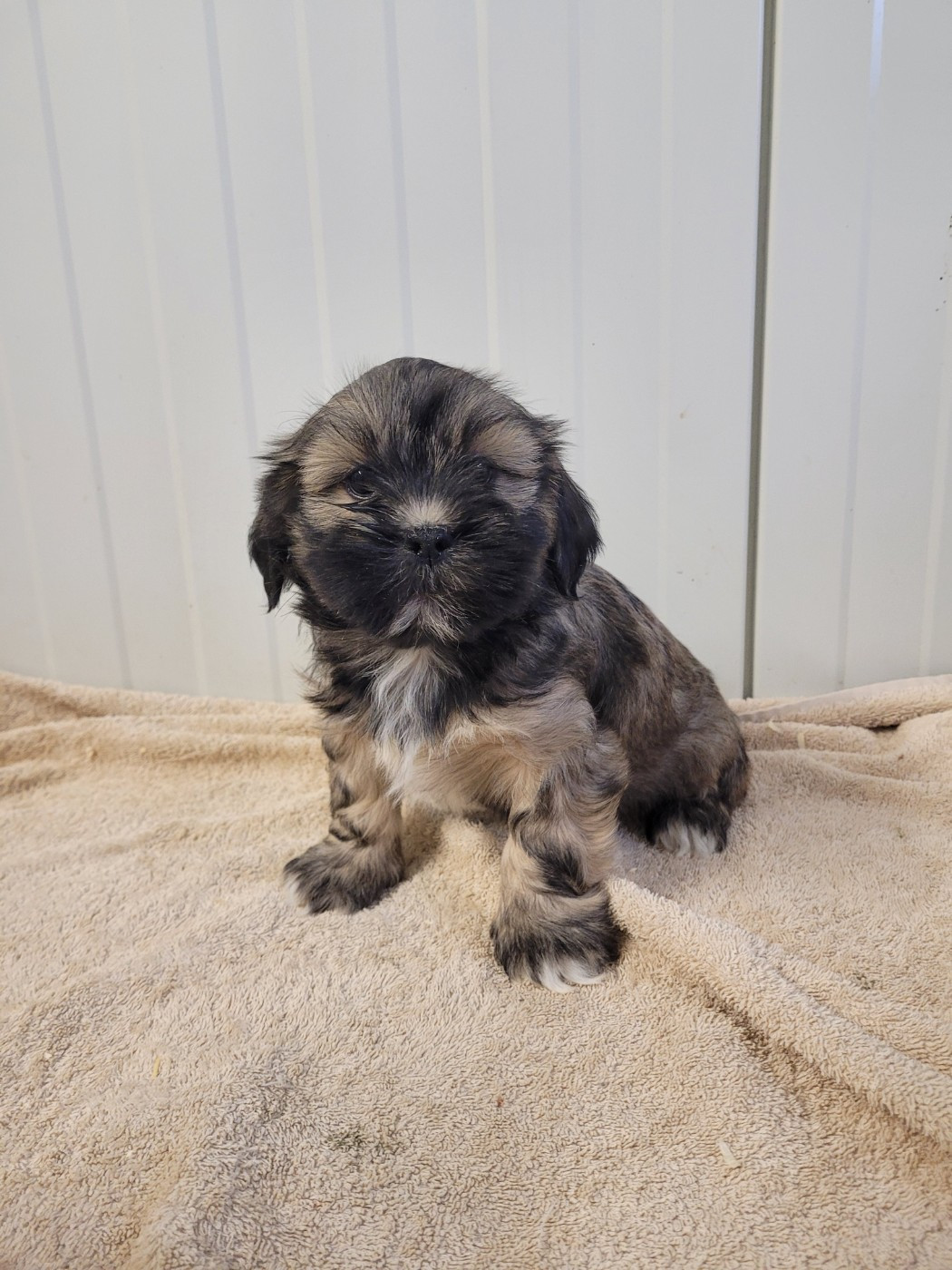des terres de bourguenailles - Chiots disponibles - Lhassa Apso
