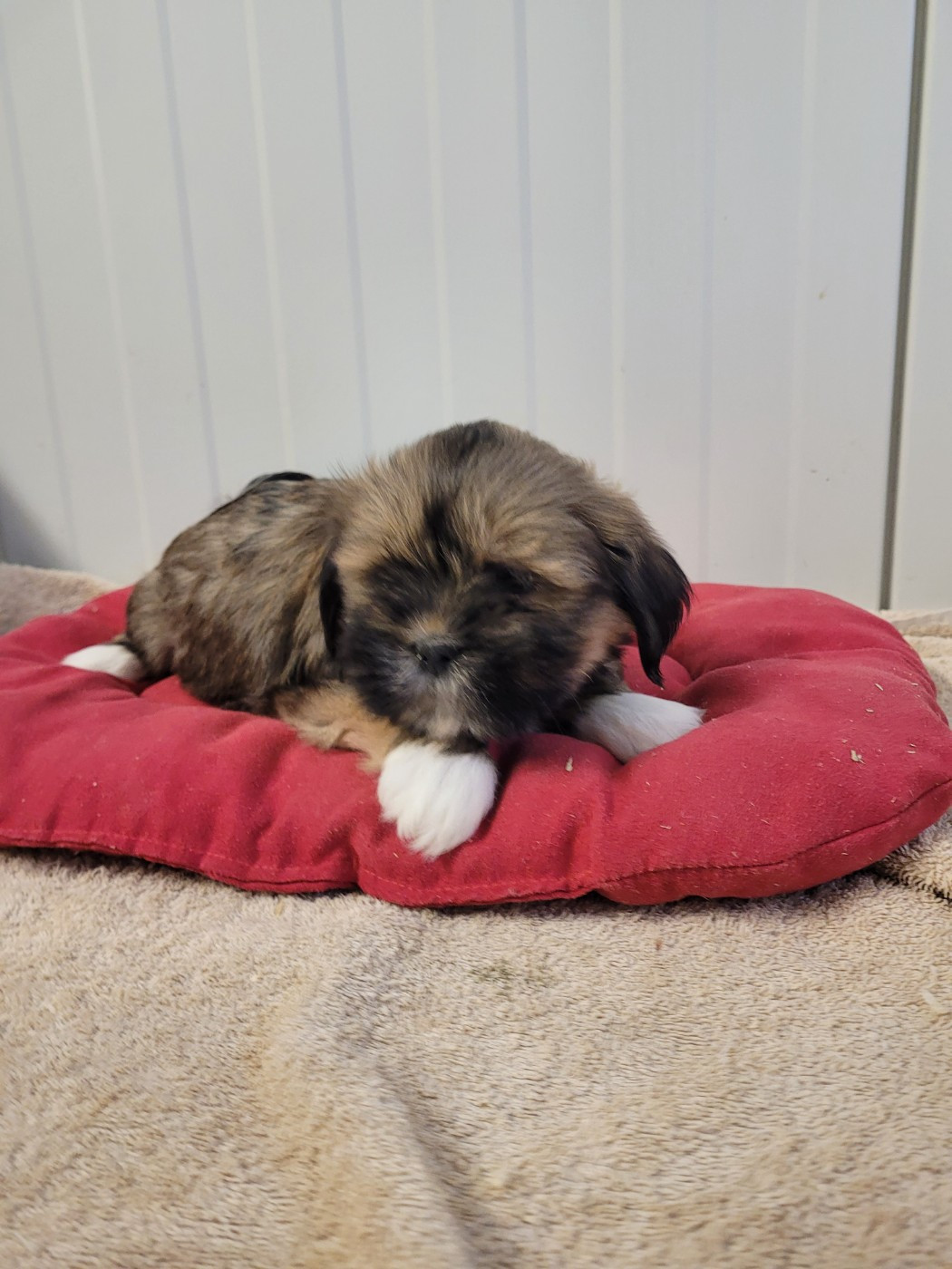 des terres de bourguenailles - Chiots disponibles - Lhassa Apso