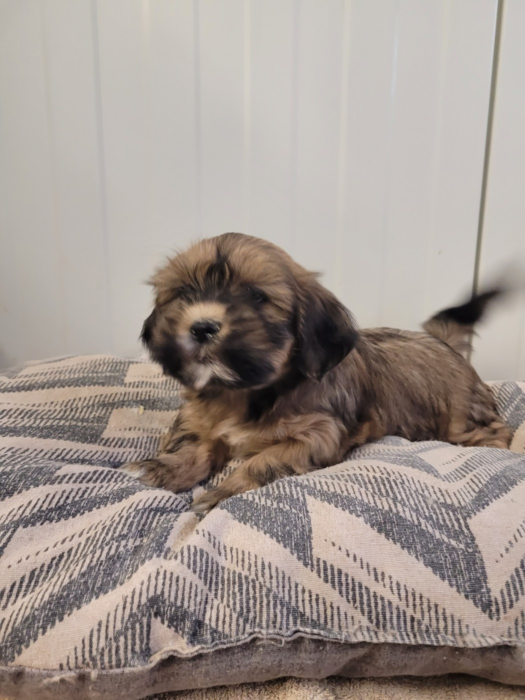 des terres de bourguenailles - Chiots disponibles - Lhassa Apso