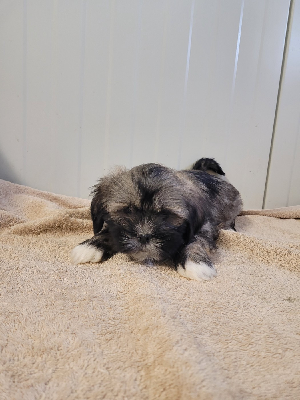 des terres de bourguenailles - Chiots disponibles - Lhassa Apso