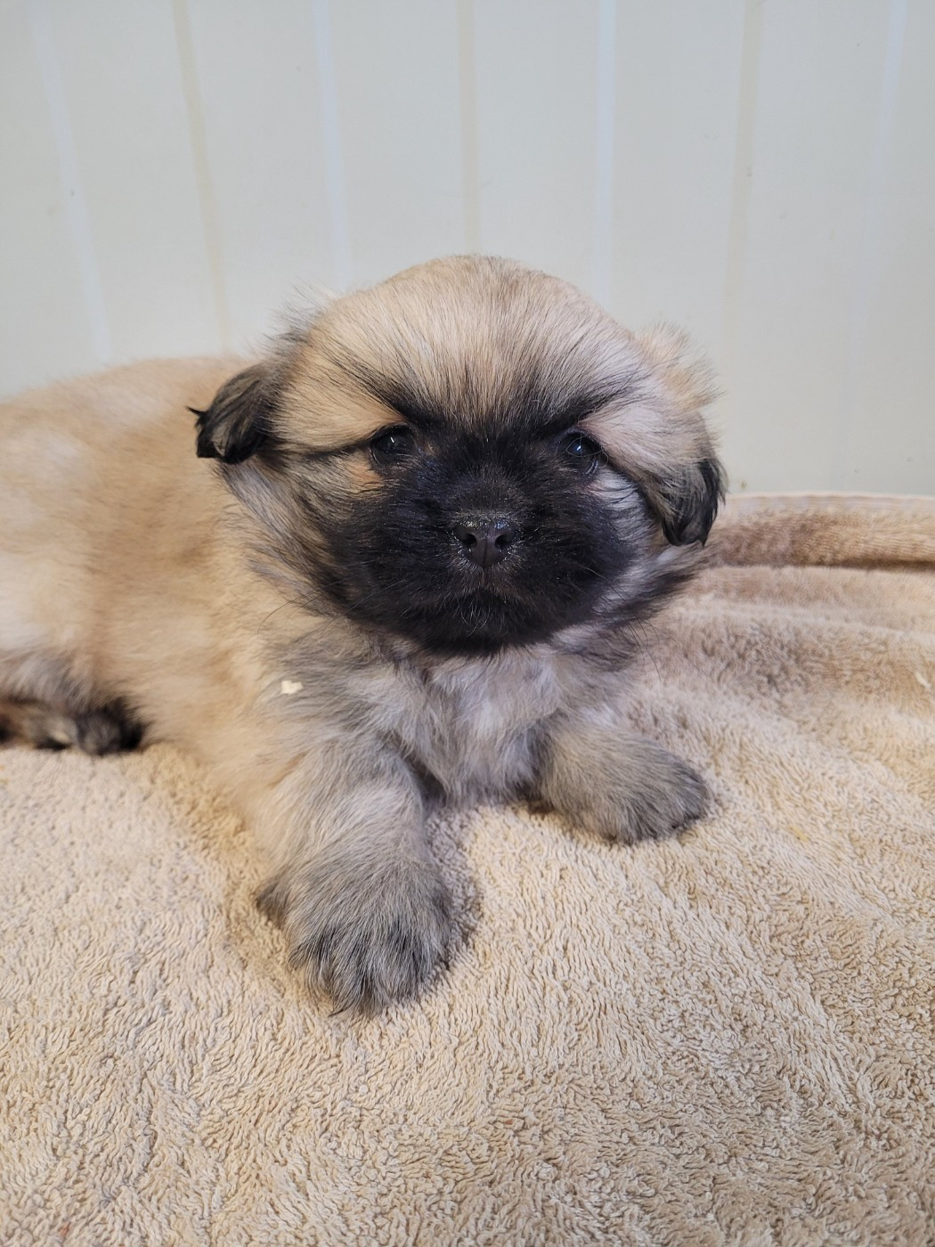 des terres de bourguenailles - Chiots disponibles - Epagneul tibetain