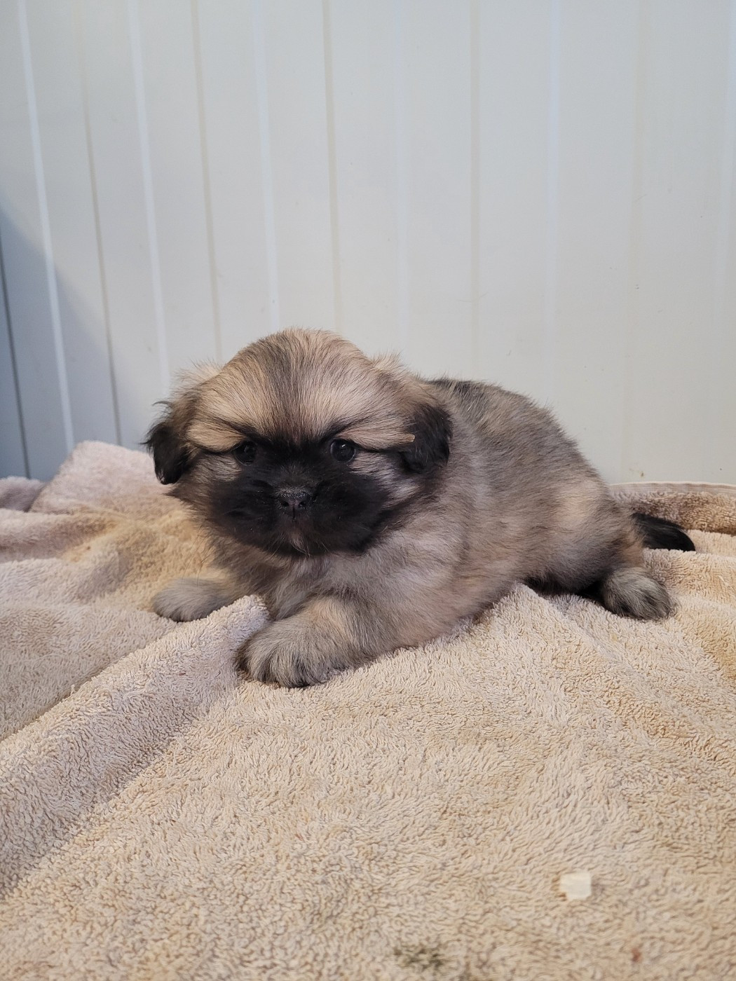 des terres de bourguenailles - Chiots disponibles - Epagneul tibetain