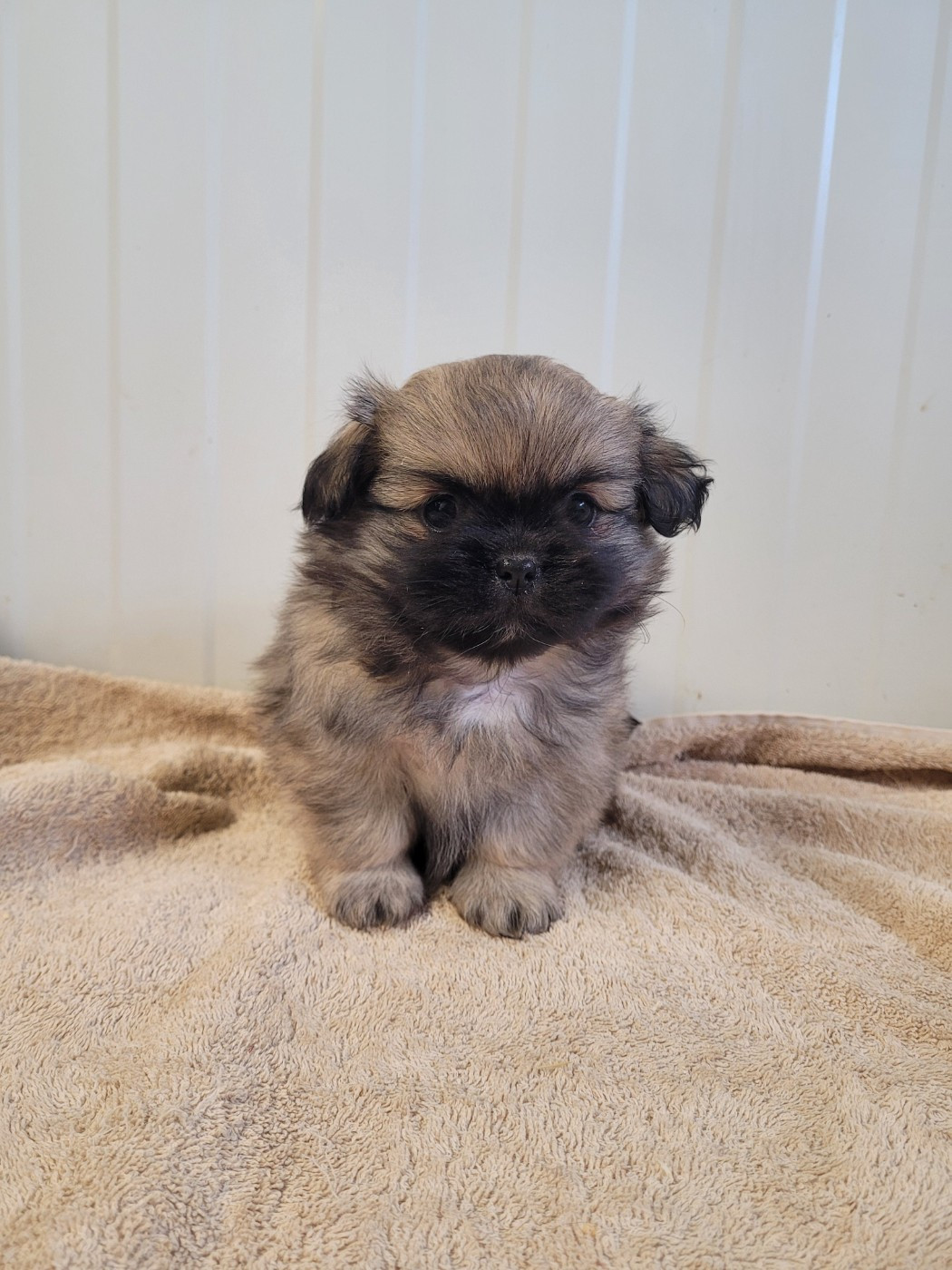 des terres de bourguenailles - Chiots disponibles - Epagneul tibetain