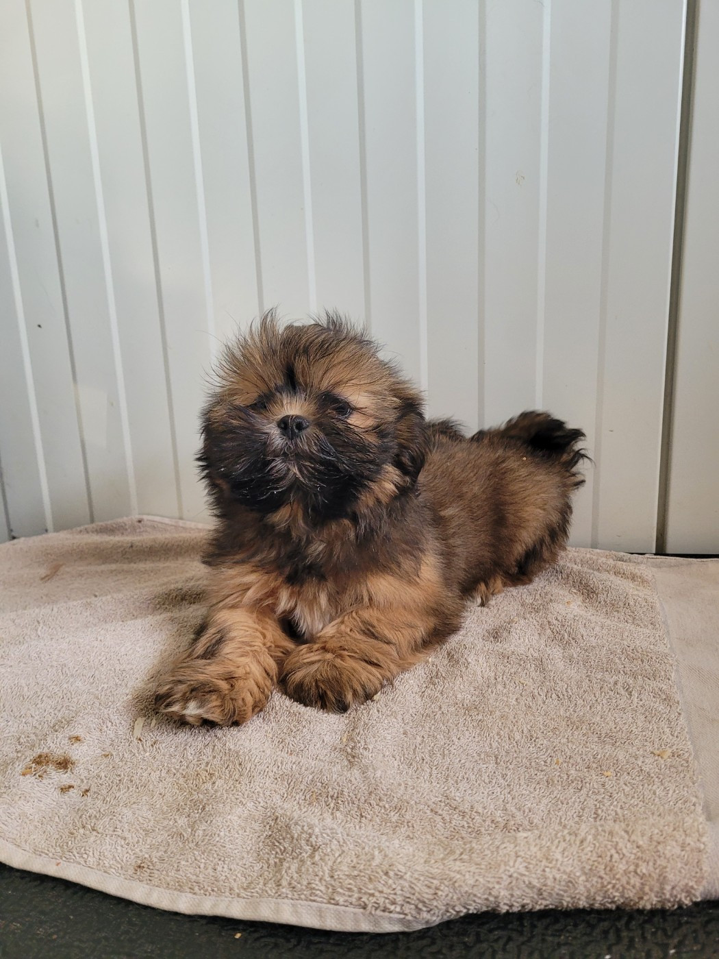 des terres de bourguenailles - Chiots disponibles - Lhassa Apso