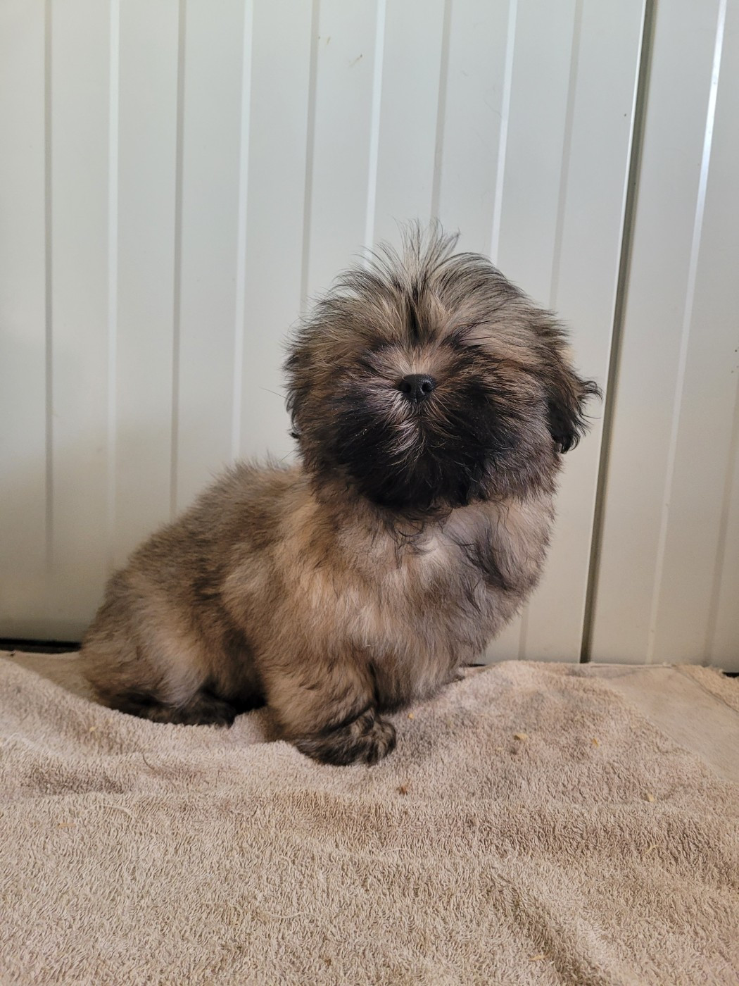 des terres de bourguenailles - Chiots disponibles - Lhassa Apso