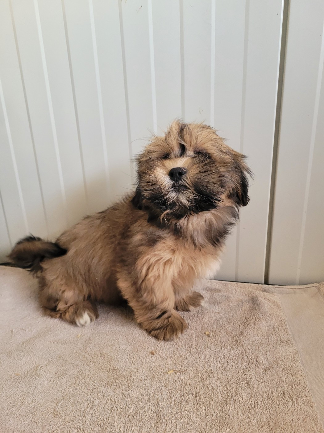 des terres de bourguenailles - Chiots disponibles - Lhassa Apso