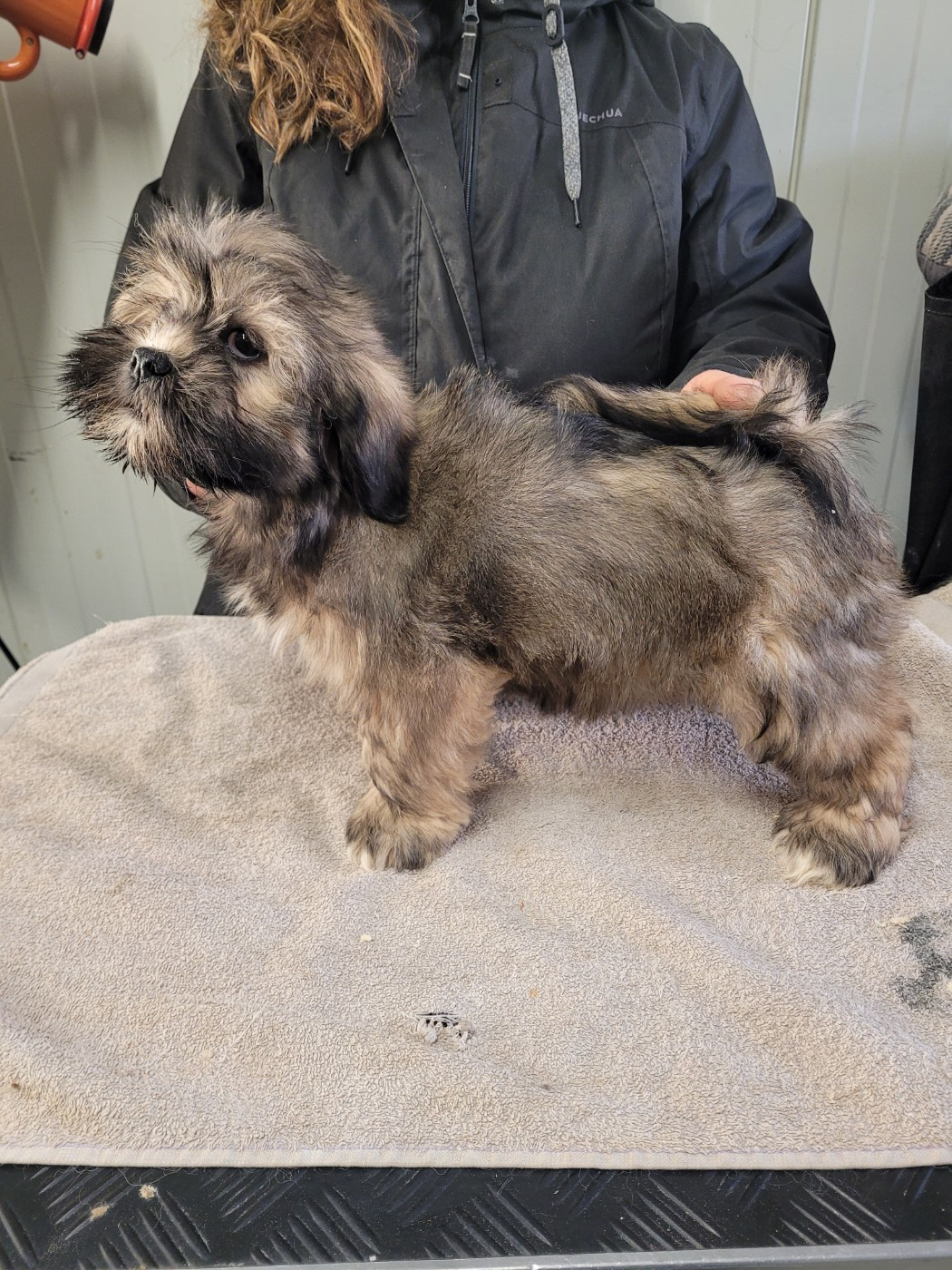 des terres de bourguenailles - Chiots disponibles - Lhassa Apso