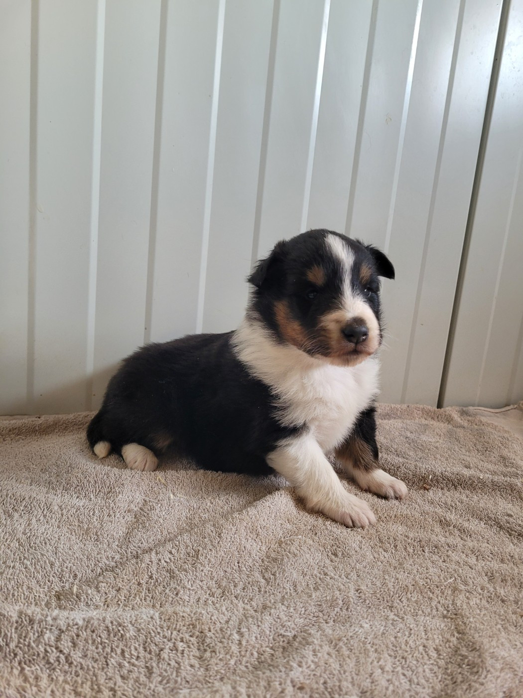 des terres de bourguenailles - Chiots disponibles - Shetland Sheepdog