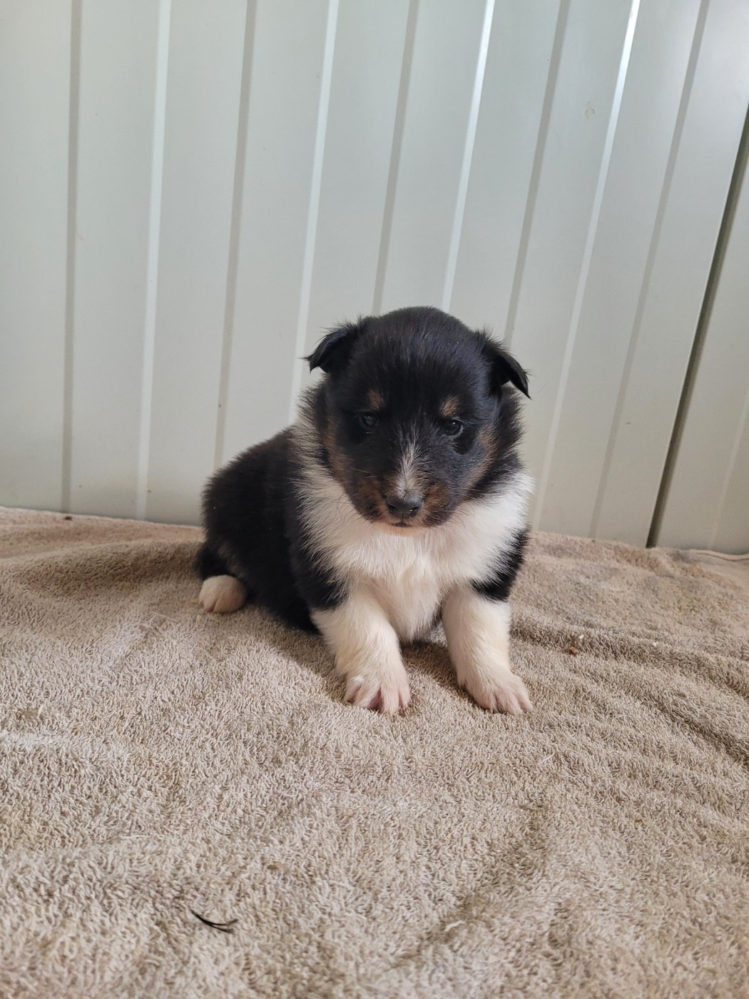 des terres de bourguenailles - Chiots disponibles - Shetland Sheepdog