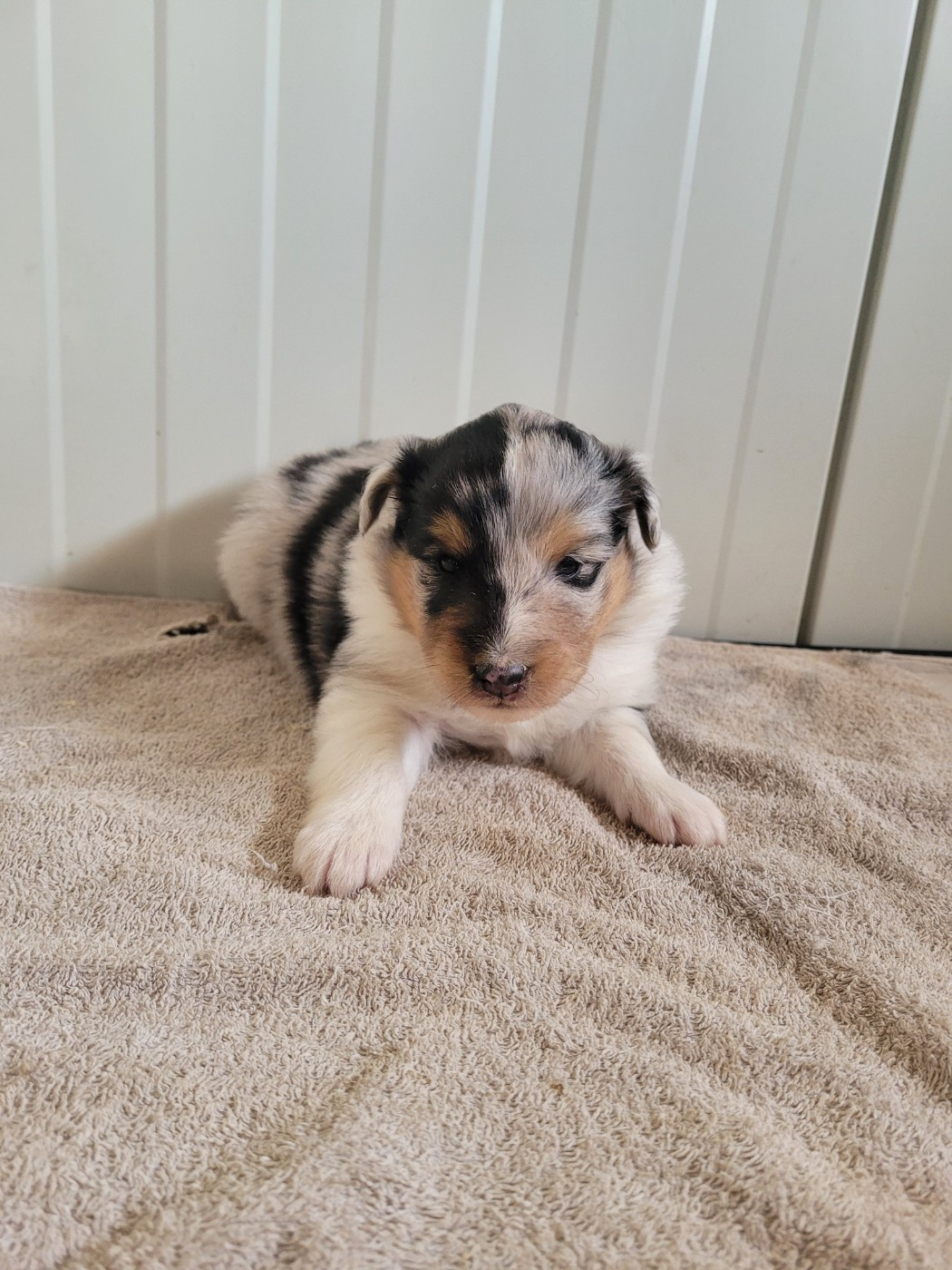 des terres de bourguenailles - Chiots disponibles - Shetland Sheepdog